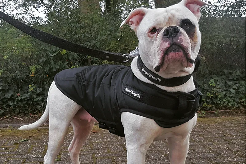 Rogue Active Dog Jacket - 'BLACK'