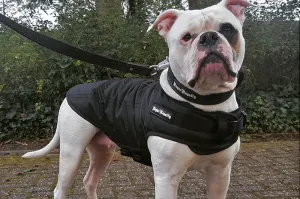 Rogue Active Dog Jacket - 'BLACK'